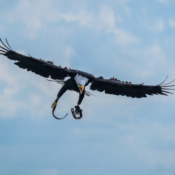 Jetzt Flugschau besuchen