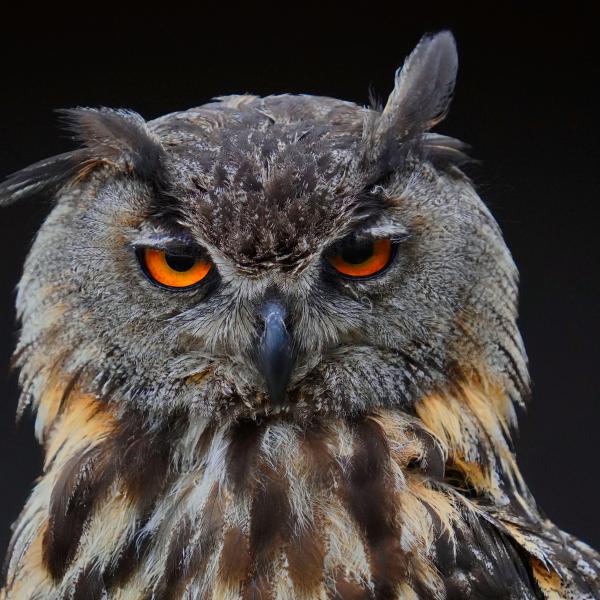 Letzte Nacht der Eulen am 21.02.2026