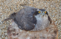 Erwachsenes Habichtweibchen nach Jagdunfall