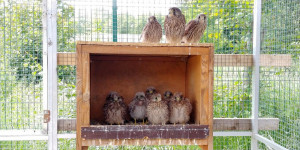 Kinderstube noch nicht flügger Turmfalken