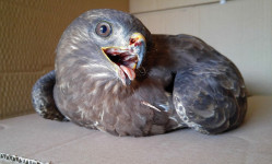 Mäusebussard nach Verkehrsunfall