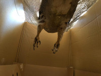 "Therapiebett" des Wespenbussards. 2 gebrochene Beine müssen heilen