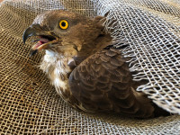 Wespenbussard im "Therapiebett"