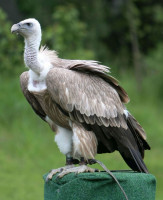 Himalayageier "Gabi"