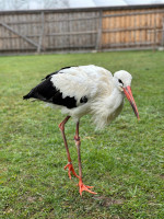 Weißstorch "Adebar"