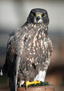 Gerfalke "Romeo" - Patin: Jasmin Held