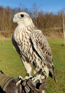 Gerfalke "Runa" - Paten: Ilko Süßenguth & Manja Dämmrich