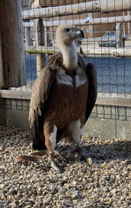 Gänsegeier "Manfred" - Patin: Inge Paul