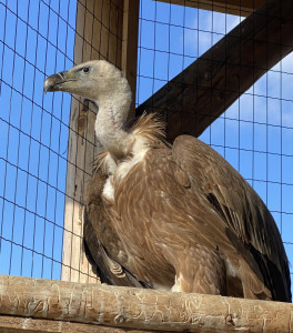 Gänsegeier "Inge" - Patin: Inge Paul