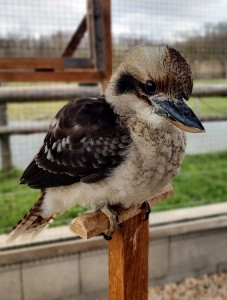 Lachender Hans "Dani" - Pate: Rainer Jacob