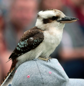 Lachender Hans "Gabriel" - Patin: Antje Pfeiffer