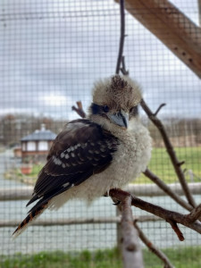 Lachender Hans "Jan" - Familie Henke