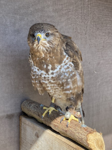 Mäusebussard "Max" - Pate: Max Gimmler