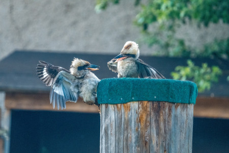 Lachende Hänse "Susl" und "Ritsch" - Patin: Manuela Dunger