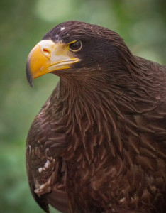 Riesenseeadler "Iwan"- Pate: Frank Vogler