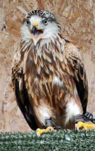 Rotmilan "Clyde" - Paten: anonym