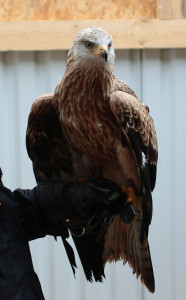 Rotmilan "Helga" - Paten: anonym