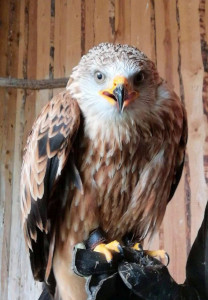 Rotmilan "Horst" - Paten: Martina & Thomas Schreiner