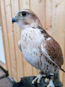 Sakerfalke "Fritz" - Paten: Nicole & Ella Schiller