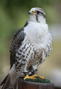 Sakerfalke "Hannibal" - Patin: Peggy Teicher