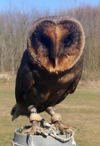 Sao Tomé Schleiereule "Roberto" - Patin: Susanne Thiele