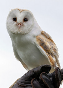 Schleiereule "Barney" - Patin: Nadine Helbig