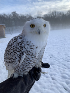 Schneeeule "Blizzard" - Paten: Familie Denkes