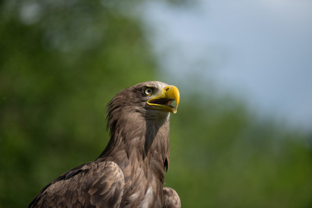 Seeadler "Friedrich" - Patin: Angela Groß