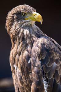 Seeadler "Wilhelm" - Pate: Raphael Marsch