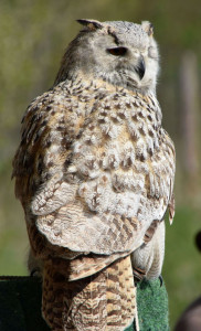 Sibirischer Uhu "Olga" - Patinnen: Heide Wunderlich, Kerstin & Isabell Geipel