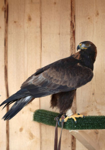 Steinadler "Maximus" - Patin: Sylvia Heide