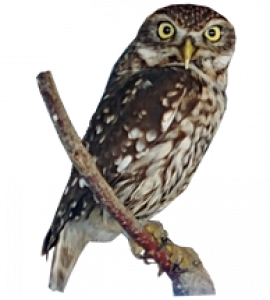 Steinkäuze (Zuchtpaar) - anonym