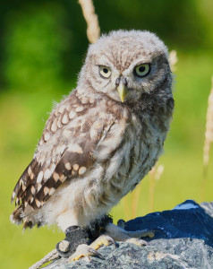 Steinkauz "Zeus" - Theo Koch