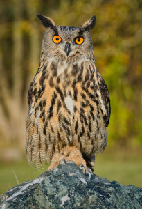 Europäischer Uhu "Lotte" - Pate: Sparkasse Vogtland