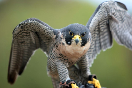 Wanderfalke "Prinz" - Pate: Axel Vogel