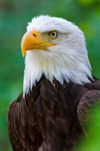 Weißkopfseeadler "Lakota": Paten: Ulli & Antje Mehmke