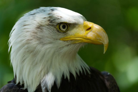 Weißkopfseeadler "Manitou" - Pate: Lutz Herczig