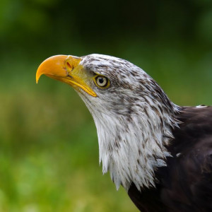 Weißkopfseeadler "Tonka" - Pate: Ronny Schirmer