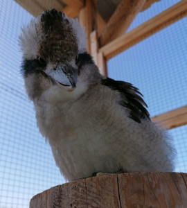 Lachender Hans "Wiebke" - Paten: Familie Zimmermann/Suhr