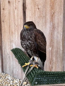 Wüstenbussard "Sacho" Paten: Rico Ehlert & Steffen Kretzschmar